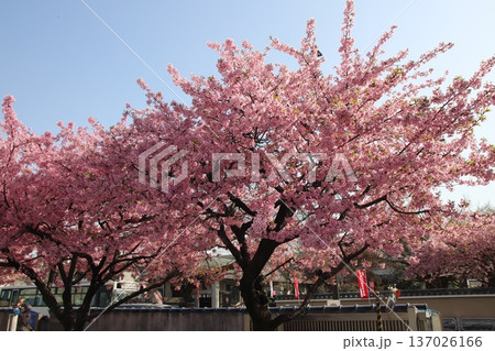 八王子金龍山 信松院の河津桜 八王子金龍山 信松院の河津桜 137026166