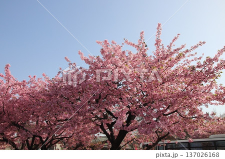 八王子金龍山 信松院の河津桜 137026168