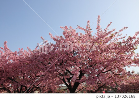 八王子金龍山 信松院の河津桜 八王子金龍山 信松院の河津桜 137026169