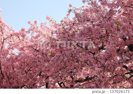 八王子金龍山 信松院の河津桜 八王子金龍山 信松院の河津桜 137026173
