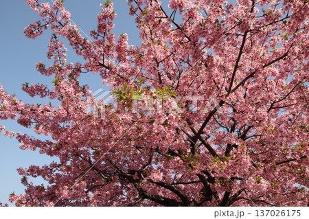 八王子金龍山 信松院の河津桜 137026175