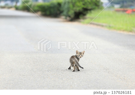 道路をお散歩する子猫 137026181