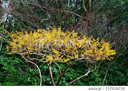 黄色いマンサクの花（冬、二月） 137026238