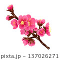 初春の頃、濃いピンク色の花を咲かせる梅の花と蕾 137026271