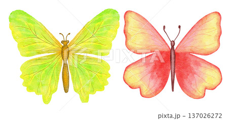 Watercolor hand drawn illustration of bright butterfly dragonfly insects. Natural forest butterflies in blue pink pastel soft colors. Wild wildlife nature ecology concept, cute whimsical art for 137026272