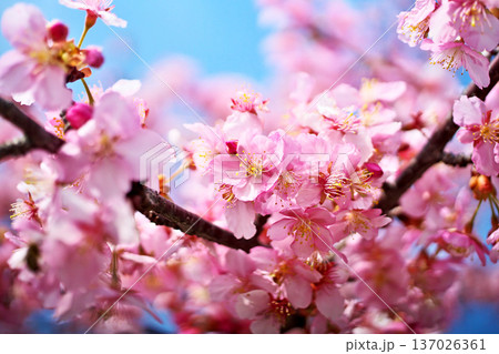 ピンクのカワズザクラの花（冬、二月） 137026361