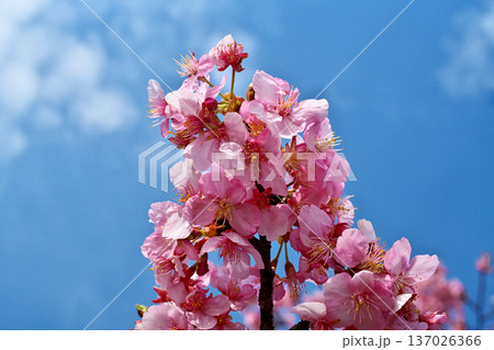 ピンクのカワズザクラの花(冬、二月) ピンクのカワズザクラの花(冬、二月) 137026366