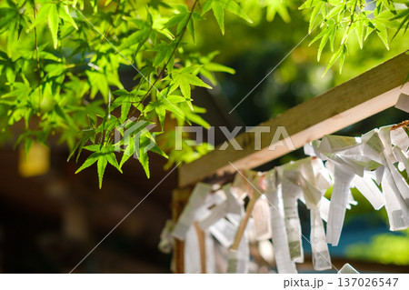 神社の新緑とおみくじ:木漏れ日に輝く青もみじと日本の伝統風景 神社の新緑とおみくじ:木漏れ日に輝く青もみじと日本の伝統風景 137026547