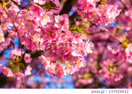 晴れた日の河津桜 137026632