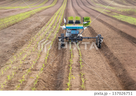 Vegetable transplanter robotic  while inserting seedlings on ground in farmland. 137026751