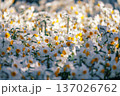 春を告げる水仙の花畑　白と黄色の群生風景 137026762