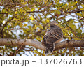 木の枝にとまるキジバト　自然の中の野鳥 137026763