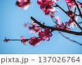 青空に映える紅梅の花　春の訪れ 137026764