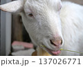 草を食べる白いヤギのアップ 137026771