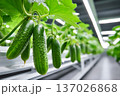 Fresh cucumbers growing in modern hydroponic system 137026868