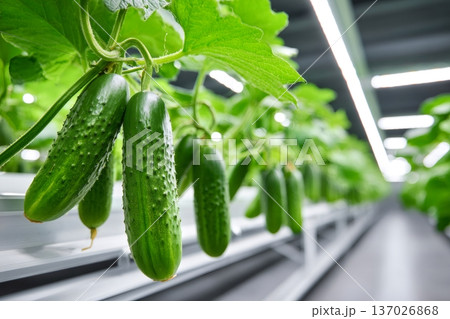 Fresh cucumbers growing in modern hydroponic system Fresh cucumbers growing in modern hydroponic system 137026868
