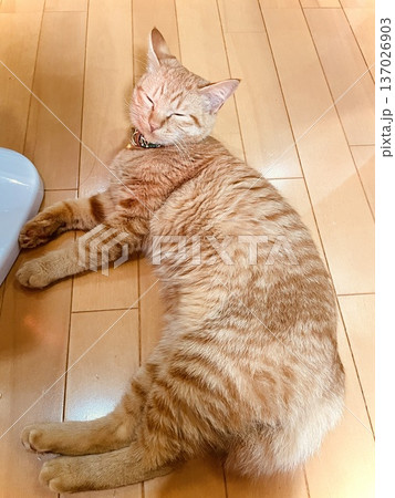 床に寝そべる猫 137026903