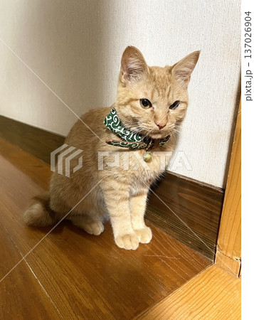 廊下に座るネコ 廊下に座るネコ 137026904
