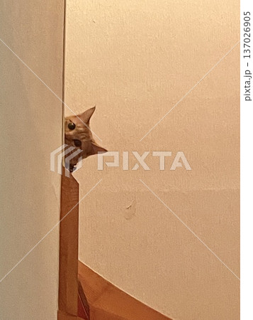 階段の曲がり角から覗く黒猫 階段の曲がり角から覗く黒猫 137026905
