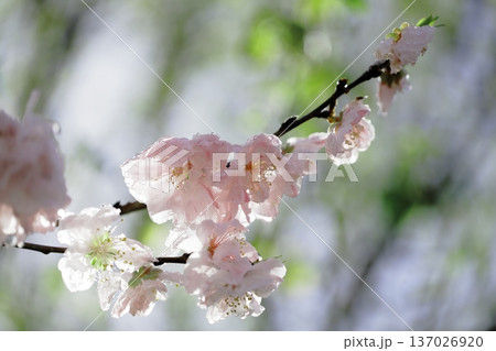 ひな祭りも間近な、清々しい雨上りの朝に、花桃一枝。 ひな祭りも間近な、清々しい雨上りの朝に、花桃一枝。 137026920