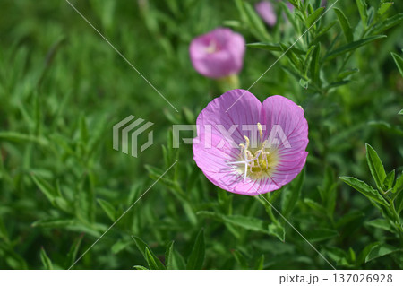 ヒルザキツキミソウの花 ヒルザキツキミソウの花 137026928
