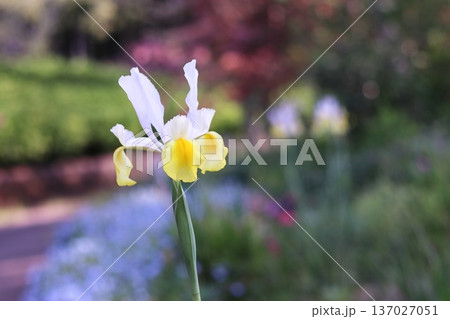 春の美しい花壇と花菖蒲 春の美しい花壇と花菖蒲 137027051