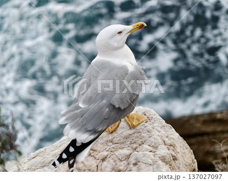 Bird resting on rocky ledge, Bird perched atop rough limestone overlooking turbulent ocean waters Bird resting on rocky ledge, Bird perched atop rough limestone overlooking turbulent ocean waters 137027097