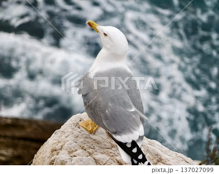 Seagull watches sea, Bird observes ocean from rocky perch, Seagull stands alert on jagged rocks facing sea Seagull watches sea, Bird observes ocean from rocky perch, Seagull stands alert on jagged rocks facing sea 137027099