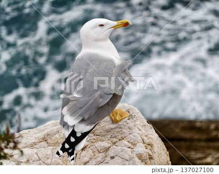 Bird endures turbulent ocean gusts vividly, Resilient seabird facing powerful stormy winds energetically Bird endures turbulent ocean gusts vividly, Resilient seabird facing powerful stormy winds energetically 137027100