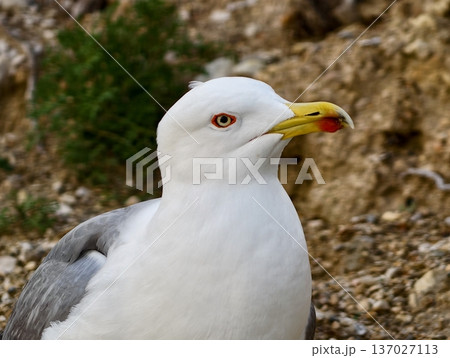 Seagull head closeup, Sharp beak and textured feathers, Detailed view of seagull perched near rugged cliffside 137027113