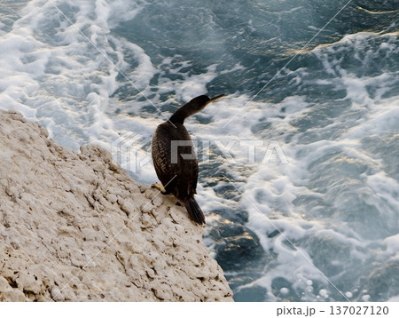 Striking cormorant with shiny black feathers perches attentively above fierce ocean currents 137027120