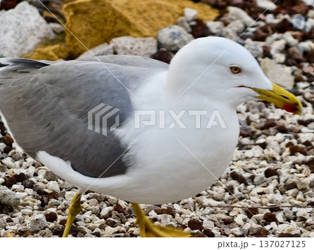 Sharp beak and feather texture view, Natural coastal scene highlighting bird features and textures Sharp beak and feather texture view, Natural coastal scene highlighting bird features and textures 137027125