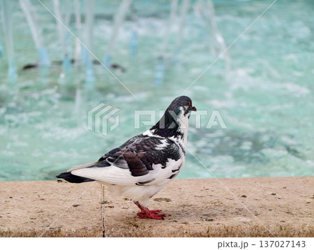 Pigeon by fountain with ripples, City street capture showing pigeon resting beside shimmering water Pigeon by fountain with ripples, City street capture showing pigeon resting beside shimmering water 137027143