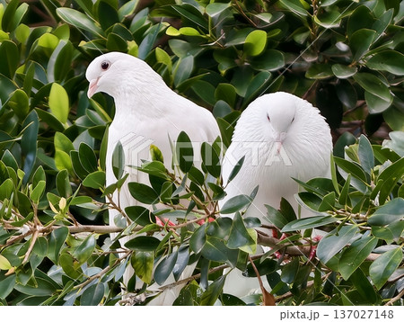 Gentle white doves amid fresh green leaves symbolize renewal and hope in lively garden setting 137027148