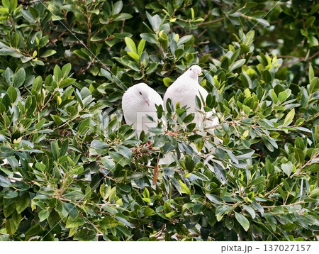 Peaceful bird sanctuary, Pair of white doves protected by dense leaves exuding serenity and comfort Peaceful bird sanctuary, Pair of white doves protected by dense leaves exuding serenity and comfort 137027157