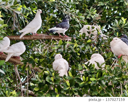 Flock of white birds among colorful trees, Gathering of different city birds on intertwined branches 137027159