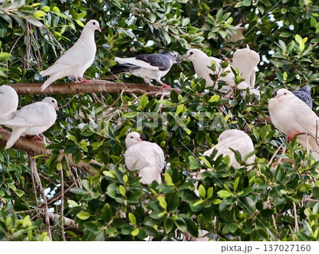 Peaceful bird congregation, Serene scene of white doves perched in harmony amidst lively leafy canopy Peaceful bird congregation, Serene scene of white doves perched in harmony amidst lively leafy canopy 137027160