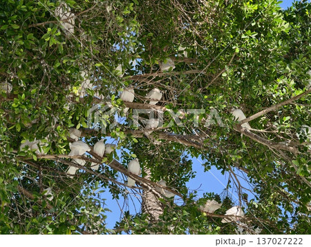 Colorful birds gather, Bird colony of white cockatoos thriving among lush leaves in morning sunlight Colorful birds gather, Bird colony of white cockatoos thriving among lush leaves in morning sunlight 137027222