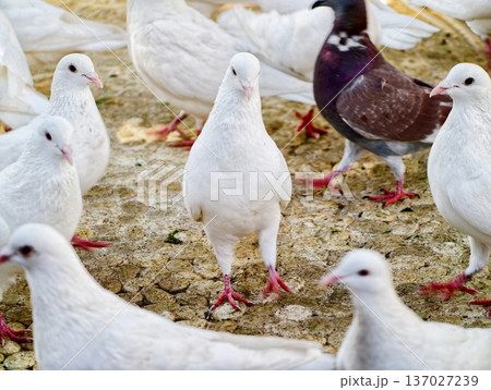 Birds walk on courtyard ground, Curious doves and pigeons forage on ground amid stones in natural daylight Birds walk on courtyard ground, Curious doves and pigeons forage on ground amid stones in natural daylight 137027239