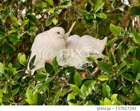Calm dove tending to its soft plumage, Graceful bird caring for delicate feathers in shaded foliage 137027242