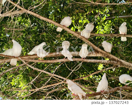 Group of white birds perched peacefully outdoors, Flock of white birds gathered on tree branches in harmony 137027243