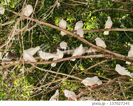 Group of birds perched with natural surroundings, Flock of white birds gathered on single tree branch 137027245