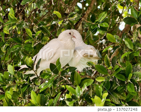 Serene pair of doves amidst leafy shelter, Calm feathered duo resting beneath dense green canopy shade Serene pair of doves amidst leafy shelter, Calm feathered duo resting beneath dense green canopy shade 137027248