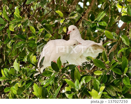 Doves in Courtship, Pair of Birds Embracing Naturally, Closeup of Doves Displaying Love Amid Dappled Light 137027250