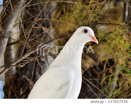 White dove perched on branch, soft light, detailed feathers, tranquil forest mood, watchful eye White dove perched on branch, soft light, detailed feathers, tranquil forest mood, watchful eye 137027256