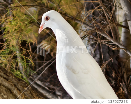 Elegant white dove gazes over tree branch showcasing intricate feather details in natural evening setting Elegant white dove gazes over tree branch showcasing intricate feather details in natural evening setting 137027258