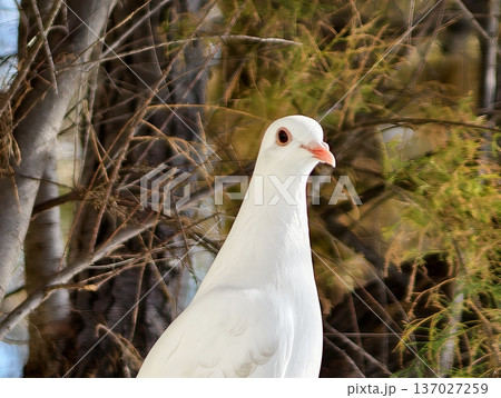 Gentle white dove positioned gracefully among complex branches with warm golden glints and reflective ambiance 137027259