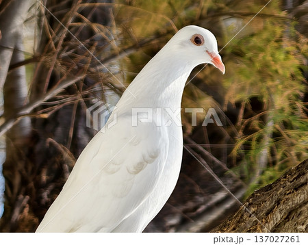 Calm dove symbolizes hope in ritual setting, Gentle dove stands as symbol of peace during sacred rites Calm dove symbolizes hope in ritual setting, Gentle dove stands as symbol of peace during sacred rites 137027261