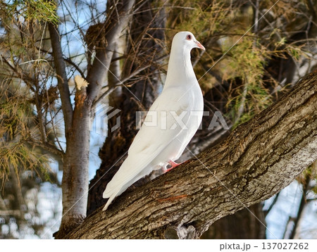 Tranquil dove atop slanting branch, Elegant white dove resting on tilted tree limb outdoors Tranquil dove atop slanting branch, Elegant white dove resting on tilted tree limb outdoors 137027262