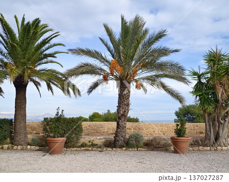 Foliage overlooking ocean and cloudy sky, Terrace with potted trees and tranquil seascape view 137027287
